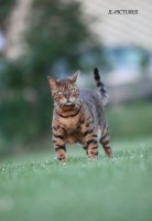 /album/animaux/img-9114-modifie-1-jpg/